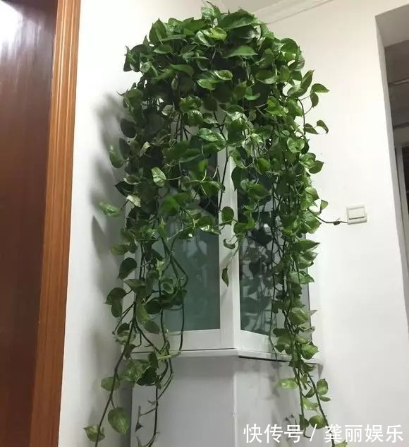 吊兰|黄叶快死的五种花卉,狠狠给它剪秃了,过几天呼呼长出一大堆