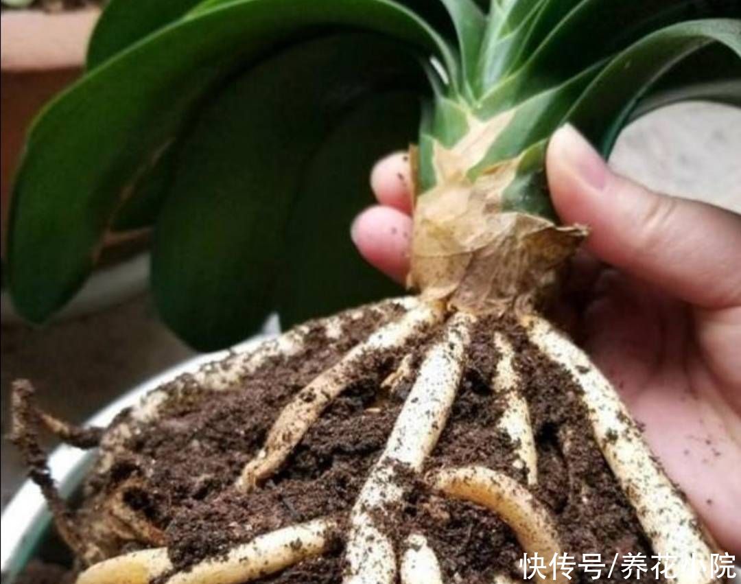 吊兰|家里养4种花，秋天给它换盆换土，才能长势更旺