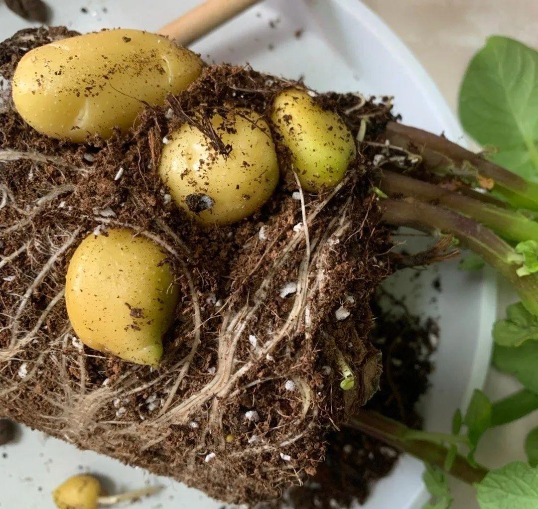 阳台养这10种菜,长得快、结果多,全家都够吃!