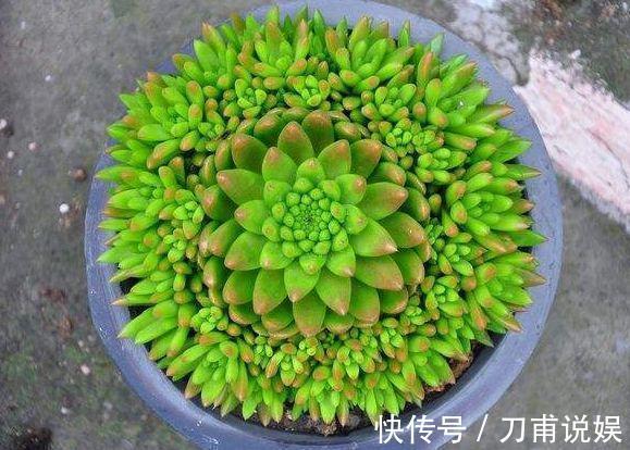 农村3种“野多肉”，见到挖2棵，肥嘟嘟做盆栽，省下“买肉钱”