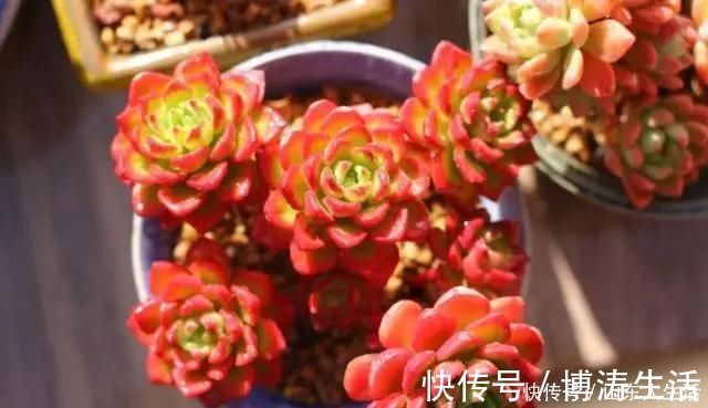 李大姐养多肉10多年，总结6个好品种，新手也能养成“漂亮老桩”