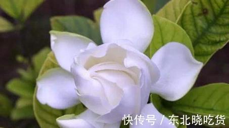 栀子花什么时候开,栀子花这样养一年开花两次,开的花又大又多