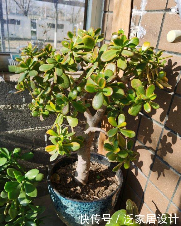 玉树太难看？干脆利落剪几刀，玉树临风的老桩子，能活几十年