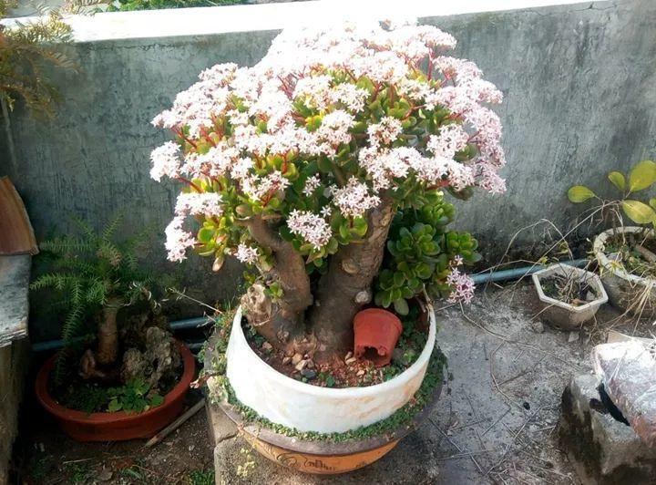 发财树|七种带“钱”的花，好看又好养，寓意吉祥，财源滚滚，建议养一盆