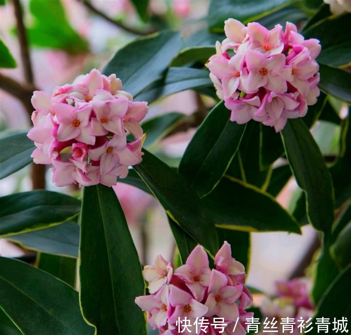 金边瑞香“越冷”开花越香浓，冬天做好4件事，满盆都是吉祥花