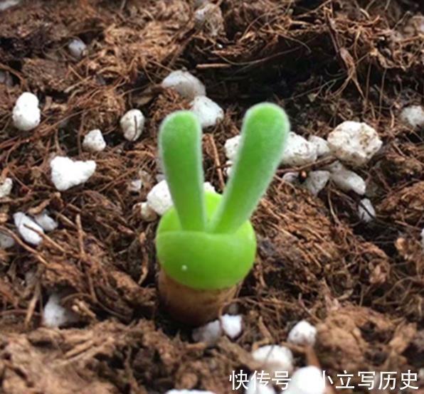 3款高颜值多肉，大部分人都后悔入手，图片好看，养起来很坑