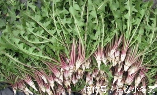 野菜|农村最常见的三种野菜,8090都吃过,城里人没吃过!