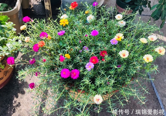 死不了的花,枝条沾土就活,从4月开到12月!