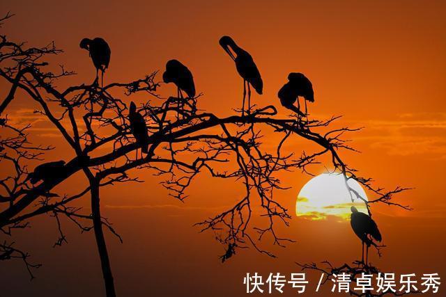 天净沙·秋思|元曲巅峰对决，马致远和白朴各作一首《天净沙》，谁的意境更高？