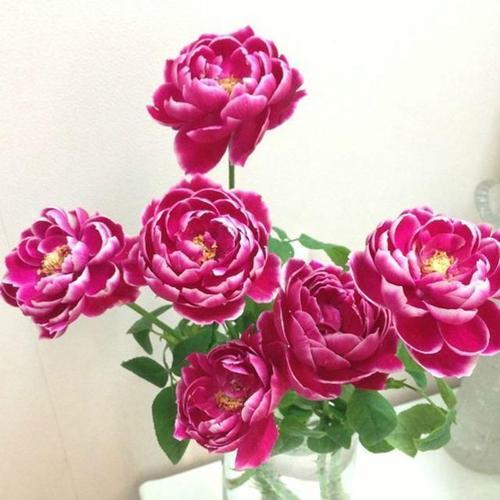 妖艳迷人，此花花开缤纷靓丽，似彩蝶在草坪上翩翩起舞，花香四溢