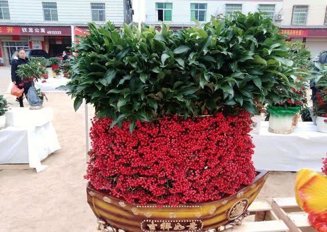 发现一种自带“贵气”的花,家里养一盆,红红火火,那叫一个喜庆