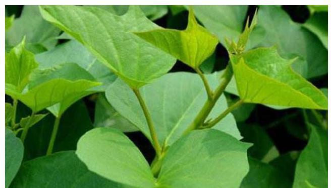 卖价|这5种在农村喂猪的植物,到了城市却成了稀罕物,而且卖价不菲!