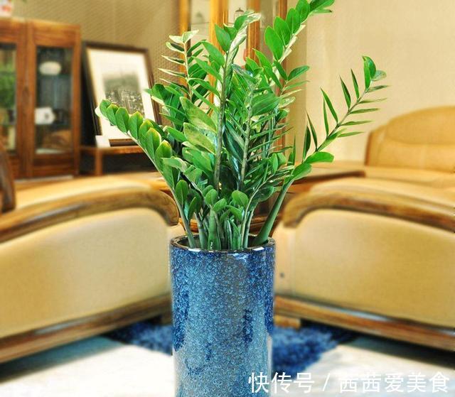 盆栽|客厅有树,十有九富!6种“富贵树”,贵气好养,旺家又吉利