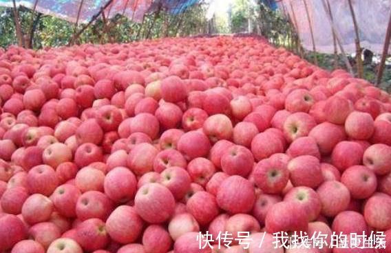 苹果|“苹果”早上吃和晚上吃，到底有何不同？为健康不可轻视