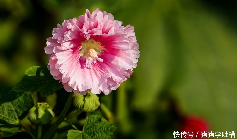 唐诗中蜀葵花 傲杀杜鹃 不输芍药 全网搜 唐诗中蜀葵花 傲杀杜鹃 不输芍药 全网搜