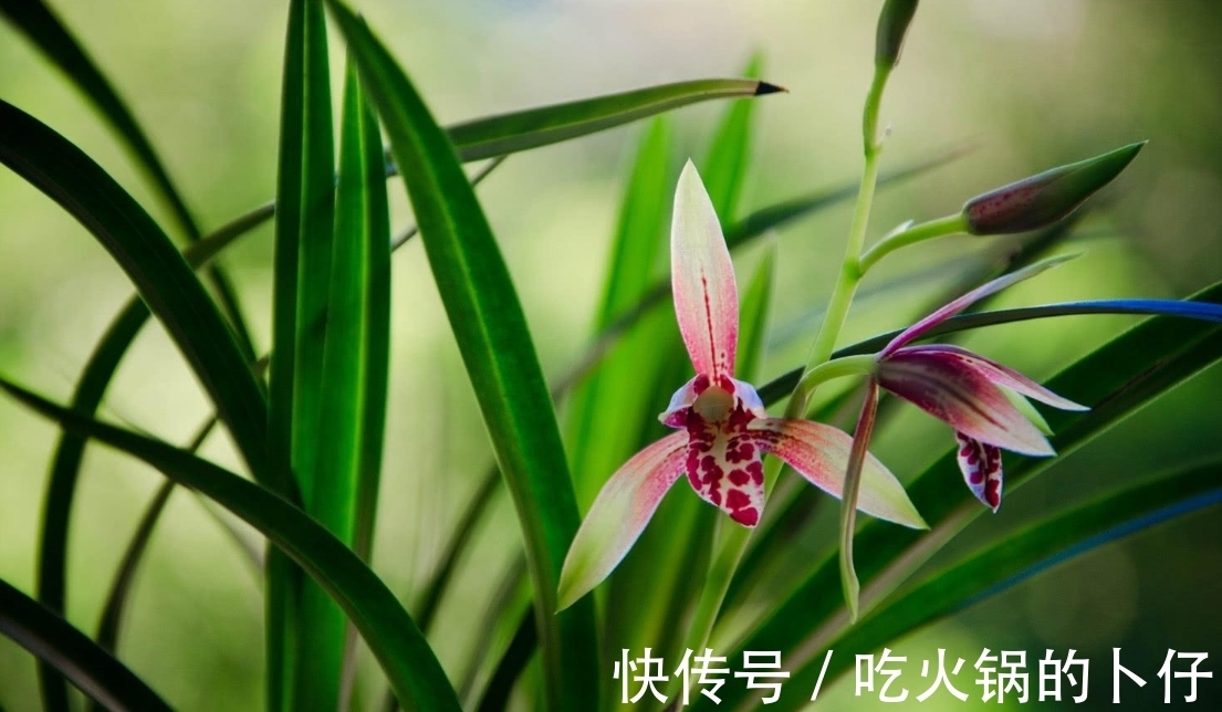 春天养兰花注意几个步骤，做到了，花香四溢开花多