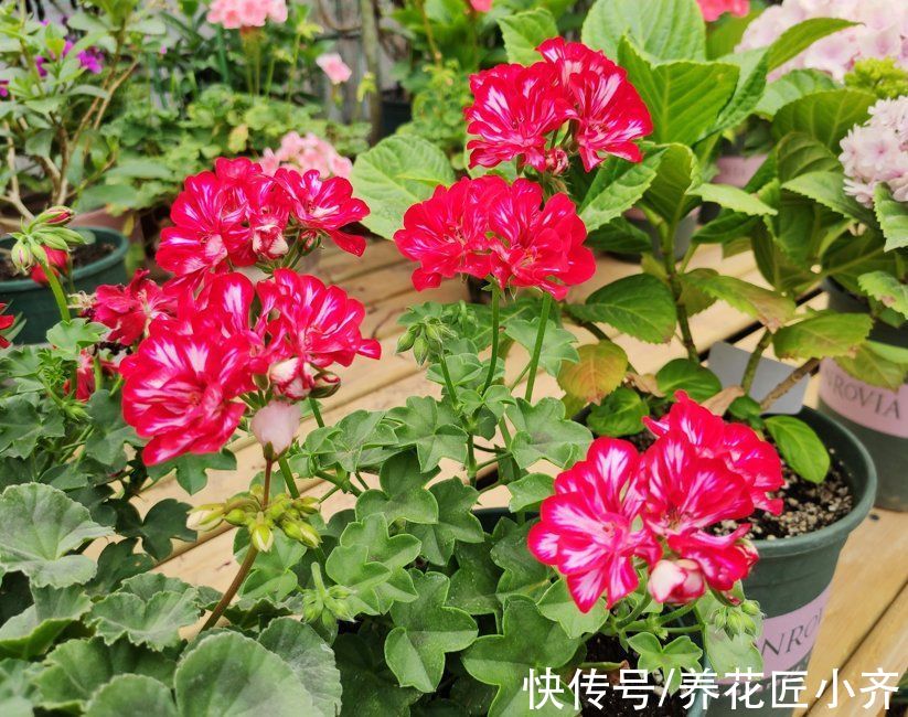 5种“健康花”,现在种养好它,夏天可有“大作用”,漂亮又养生