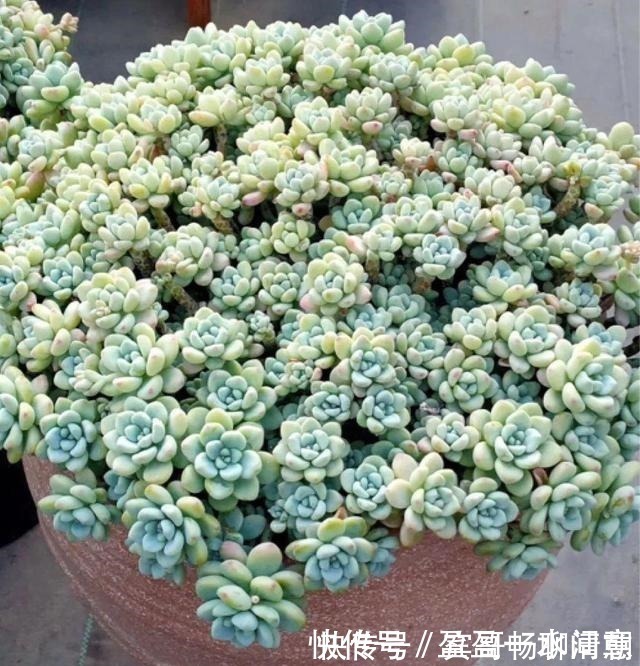 玉树|花盆越浅,开花越多,不信你试试!花盆越浅,开花越多,不信你试试!