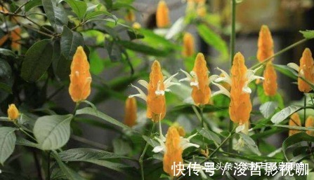 金苞花|中国“最璀璨”的花在南方！万千金塔立叶间，洁白翅膀飞出来！