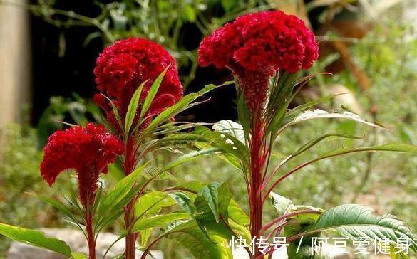 想要夏季养花,用作装饰阳台?盆栽它们,一眼望去美不胜收