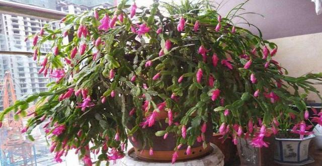 君子兰、长寿花、蟹爪兰,盆边戳个洞,加入2滴“它”,一开100朵