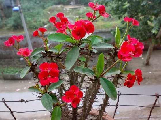 观赏性|万万不要养绿萝吊兰了,越来越多人在家养这种绿植,四季开花不断