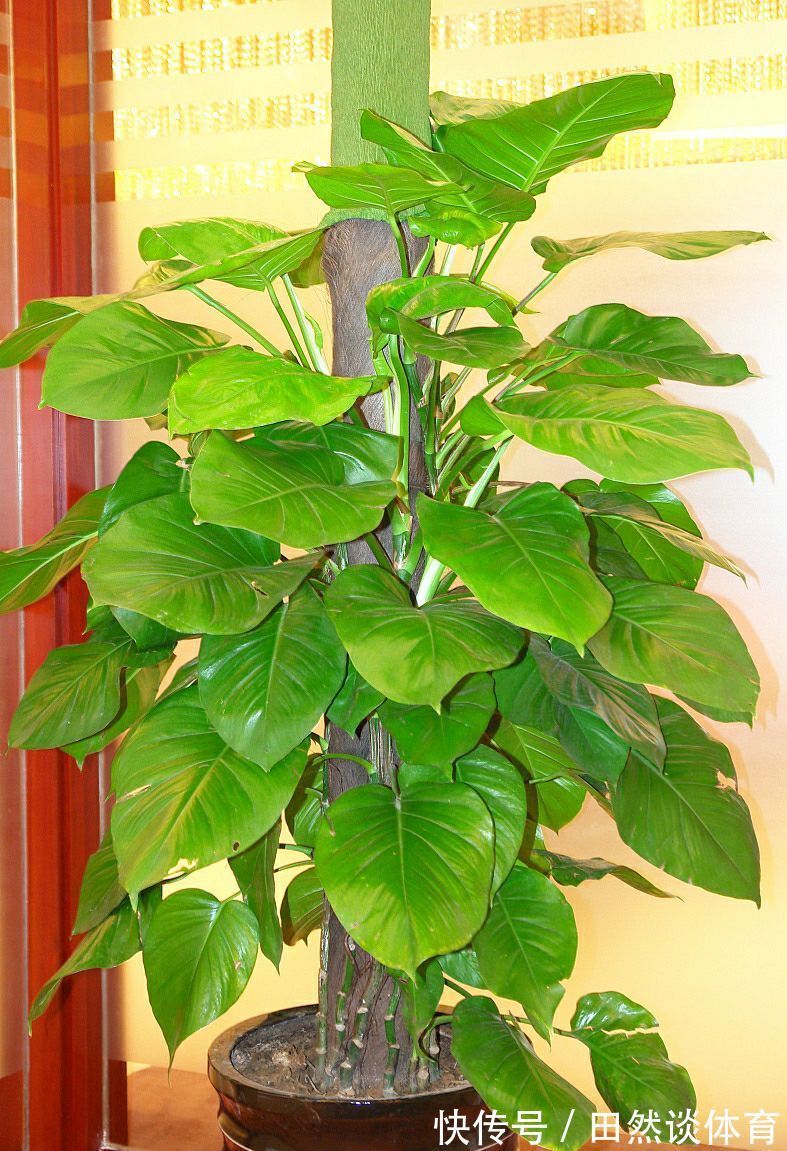 龟背竹|客厅摆放的4种绿植，不仅四季常青，还高贵典雅，品位不俗