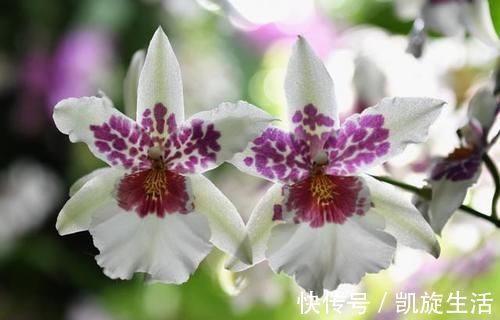 世界上最丑的兰花,外形丑陋无比,却拥有玫瑰般的香气