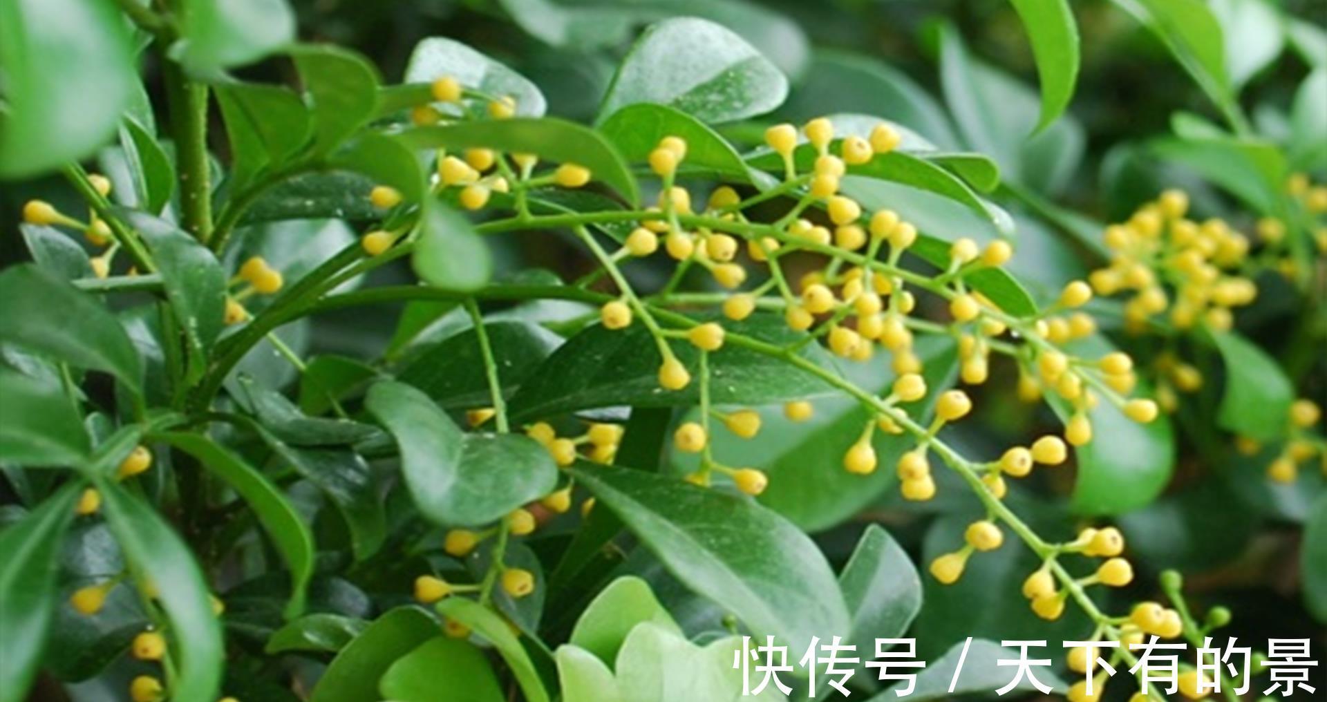 黄叶|米兰花夏季不好养，黄叶还掉花苞，是3点没做好，及时改变