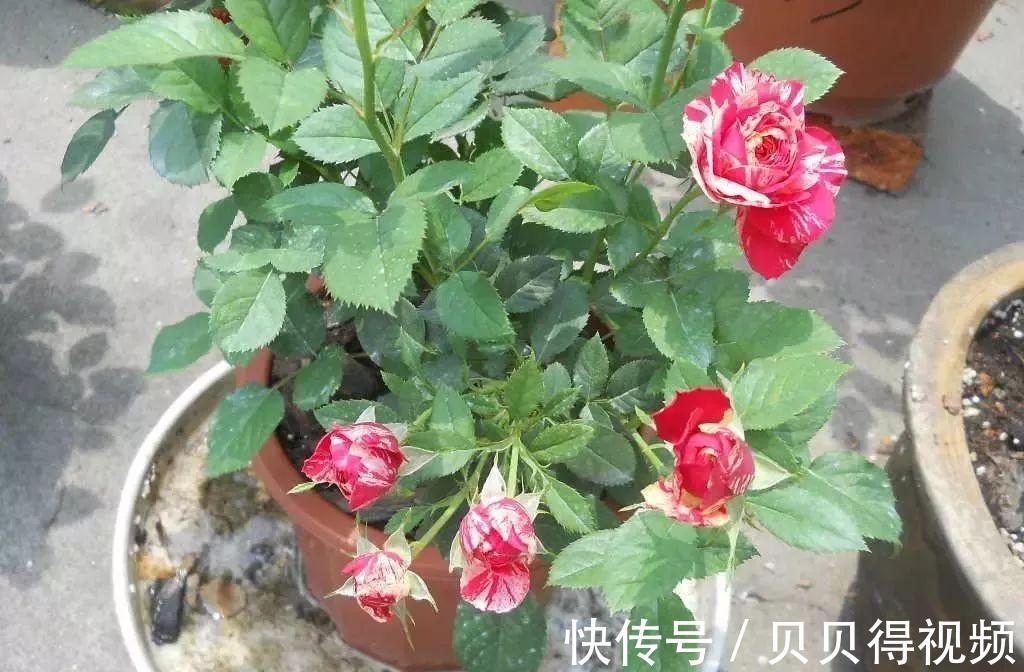 月季种植大忌,月季肥害了怎么办,急救小贴士在此