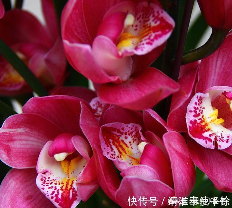 被誉为开花机器的“大将军”,艳丽红花,醇正兰香,上盆优雅大气