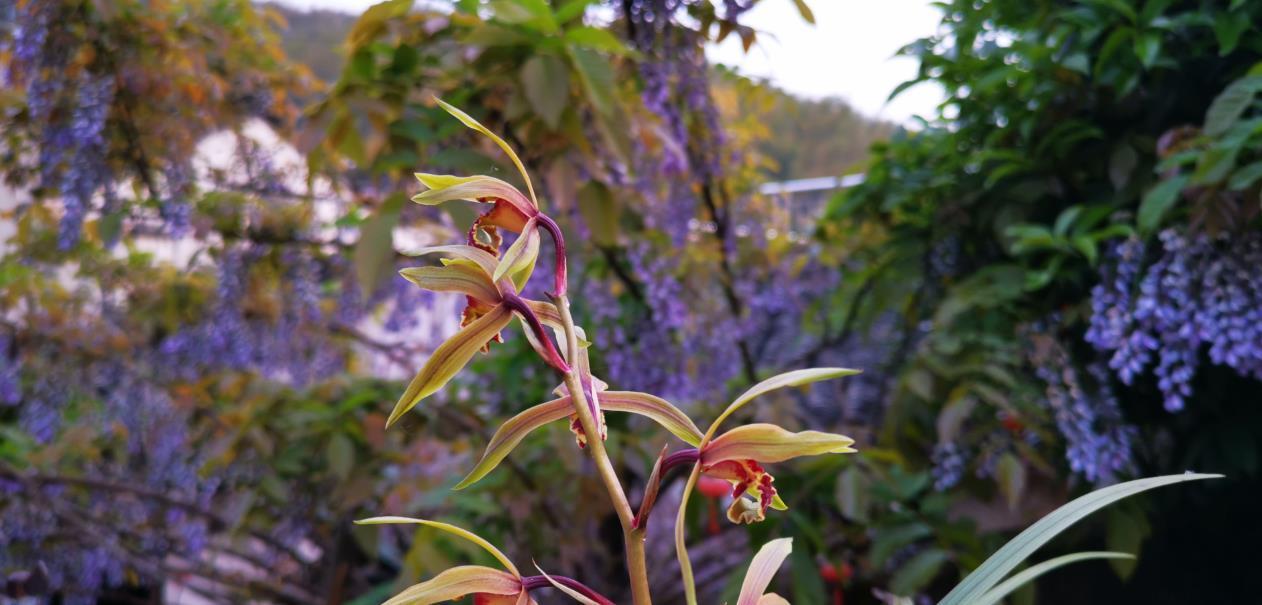 种活兰花不难,养好兰花却不易,十分钟读懂兰花该如何养护