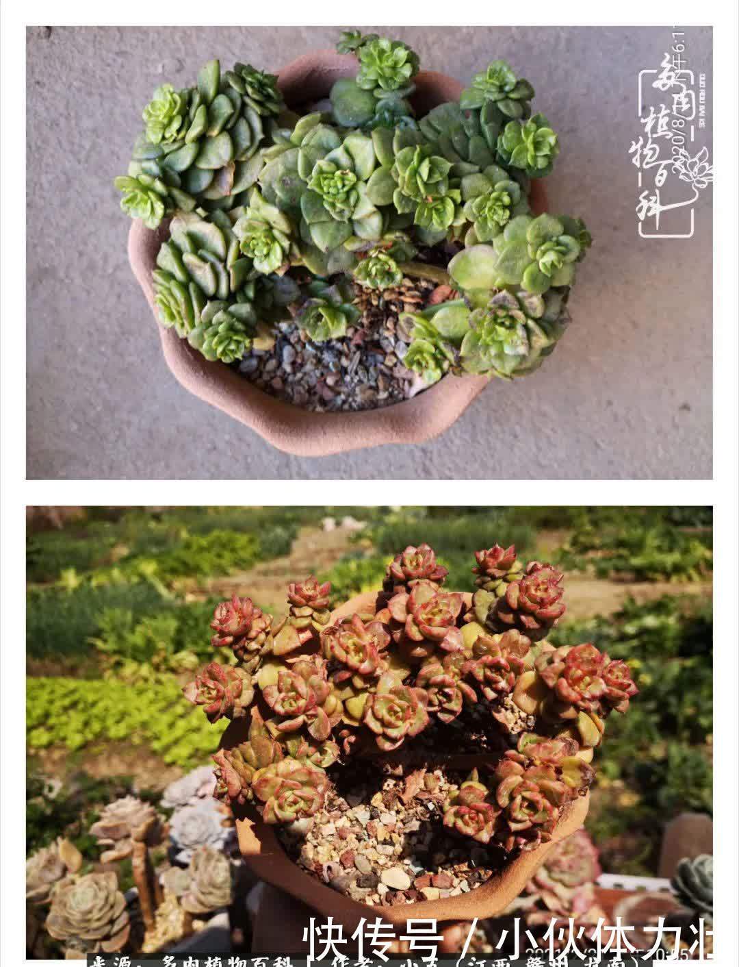 懵懵懂懂入肉坑,跌跌撞撞养多肉