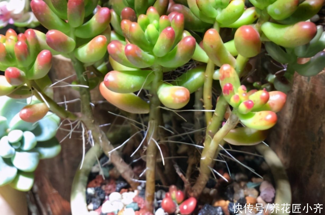 土壤|夏天多肉长气生根，不一定是缺水，别着急补水，可能是这两个原因