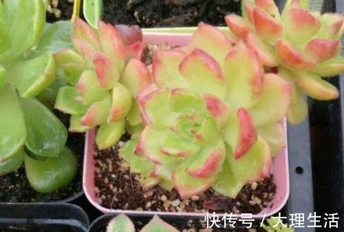 草木灰|多肉养根篇：往盆底放些“它们”，叶子肥成球，根须挤满盆