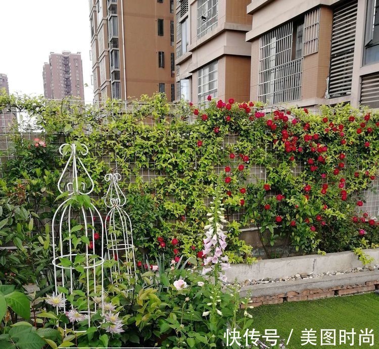菜地|2年前买了个300㎡的露台，打造成屋顶花园，过上了田园生活