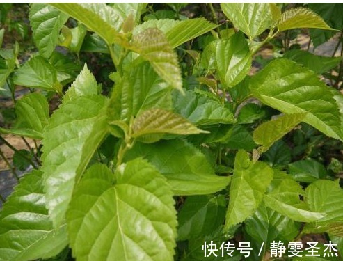 艾草|以下几种野菜,竟是清热解毒和养肝明目的良药,好吃更健康