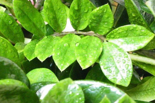 金钱树怎么养才茂盛的四个小技巧，新手小本本早已备好