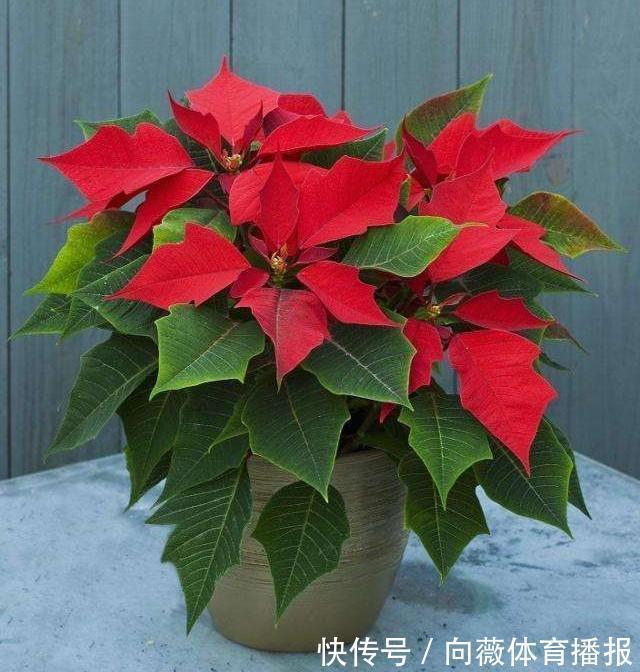 十种“大毒花”,家里经常养,越漂亮毒性越大,避开为好