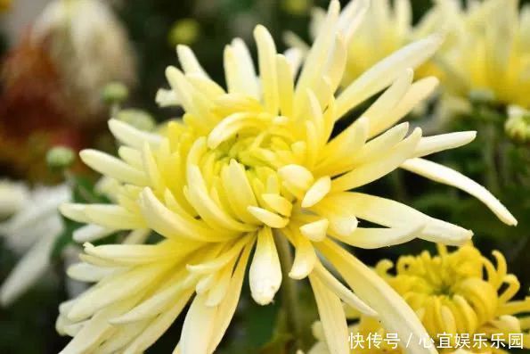 刮油|李时珍称菊花加“一物”,连喝一周,排出黑臭宿便,体重悄悄降