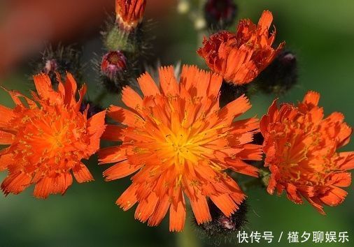 褶边|“优良玫瑰”假日公主,代表活力四射,落英缤纷,客厅养花必备!