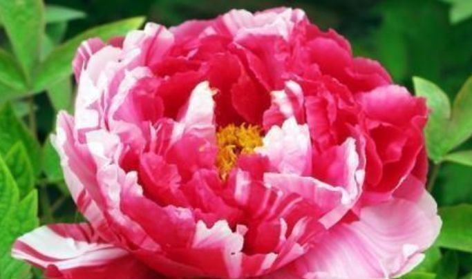 红掌|5种漂亮花,好打理易爆盆,花朵烂漫迷人,美爆了