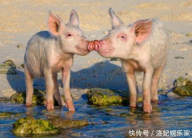 全球|全球唯一的猪岛，享受大海沙滩喝着天然泉水，真正的“人不如猪”
