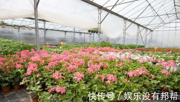 波斯菊|现在遇到5种花，请绕道走，管不住手就上当了