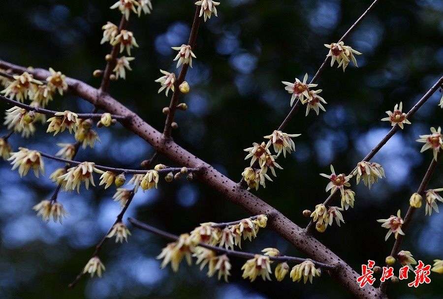 胡颓子|1月大寒时，雪花无约群芳有信