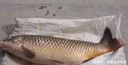 垂钓|鲤鱼“戒不掉”的饵料,水里一扔,鲤鱼拼命咬钩,拉杆到手软