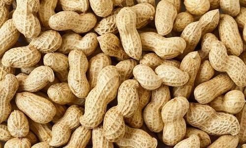 中国食品|胃不好的人,进来了解一下:坚持吃“3黄”、做3事,胃慢慢变健康