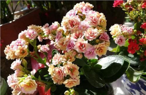 3种花,爱吃豆,盆里埋10粒,俩月不施肥,叶子绿,开大花!