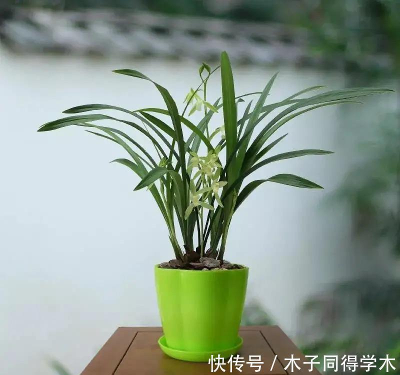 养兰花究竟有多难?听了王姐一番话才知道,原来的养护方法都错了