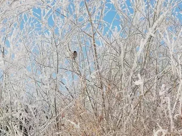  区税务局驻|大雪节气，想和你一起去看雪！一起，慢慢白了头~